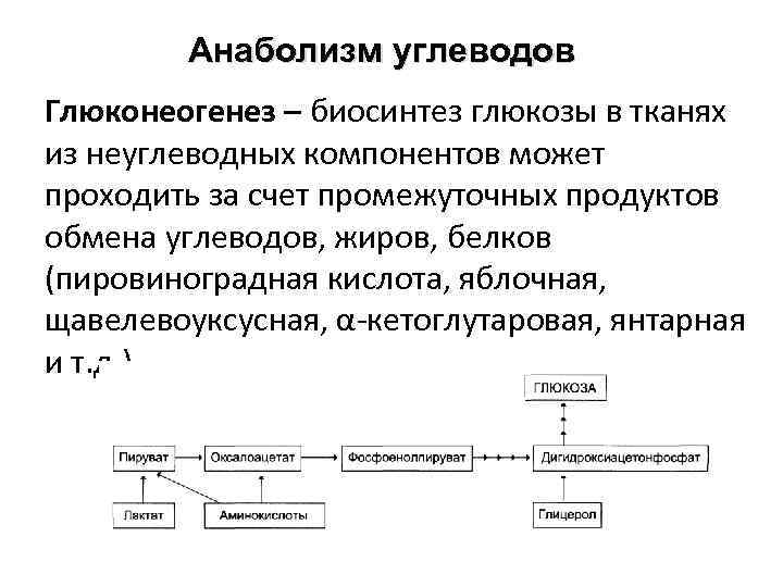 Синтез белков и углеводов. Основные пути синтеза углеводов. Синтез углеводов анаболизм. Синтез углеводов этапы. Биосинтез углеводов глюконеогенез.