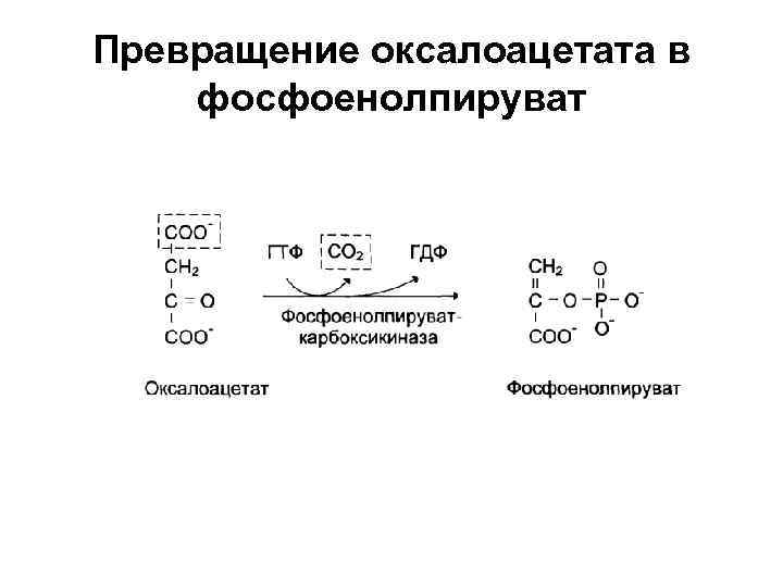 Превращение оксалоацетата в фосфоенолпируват 