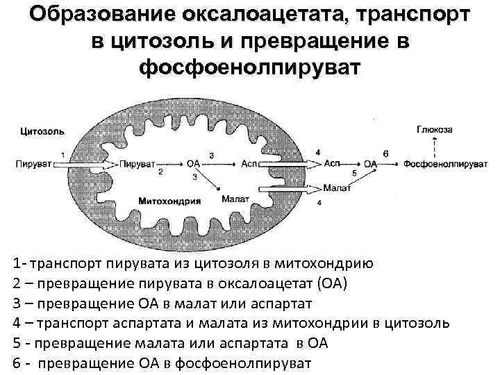 Образование оксалоацетата, транспорт в цитозоль и превращение в фосфоенолпируват 1 - транспорт пирувата из