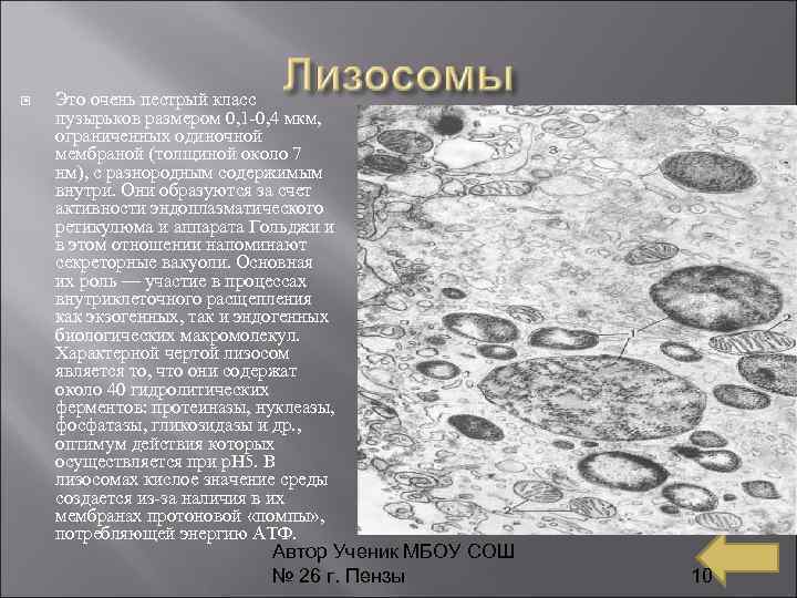 Это очень пестрый класс пузырьков размером 0, 1 -0, 4 мкм, ограниченных одиночной