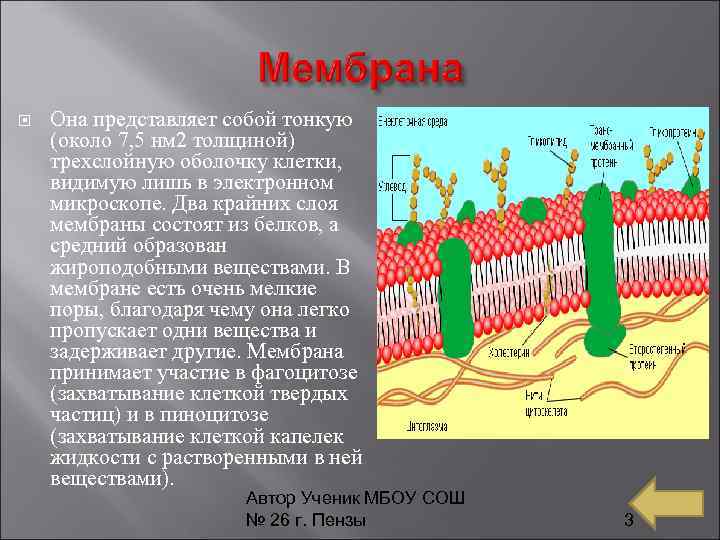  Она представляет собой тонкую (около 7, 5 нм 2 толщиной) трехслойную оболочку клетки,