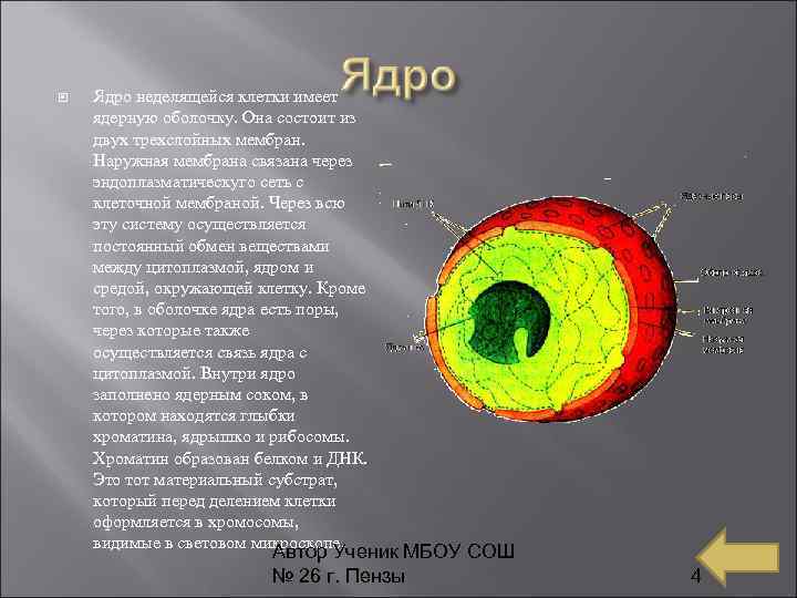  Ядро неделящейся клетки имеет ядерную оболочку. Она состоит из двух трехслойных мембран. Наружная