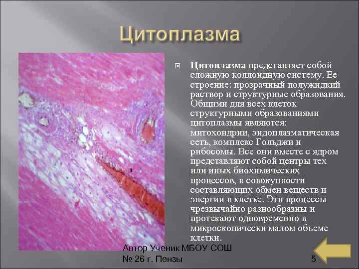  Цитоплазма представляет собой сложную коллоидную систему. Ее строение: прозрачный полужидкий раствор и структурные