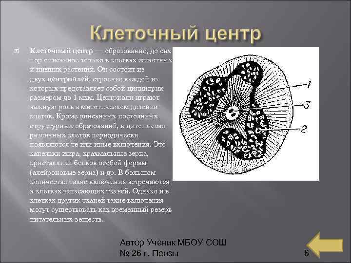  Клеточный центр — образование, до сих пор описанное только в клетках животных и