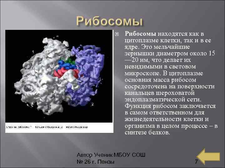  Рибосомы находятся как в цитоплазме клетки, так и в ее ядре. Это мельчайшие