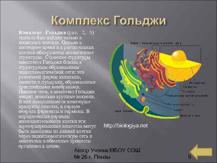 Комплекс Гольджи (рис. 2, 5) сначала был найден только в животных клетках. Однако в
