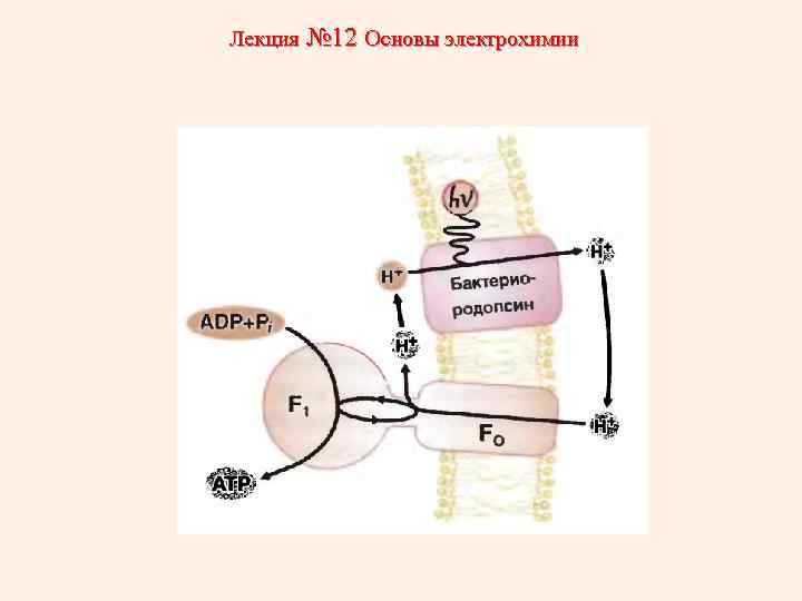 Лекция № 12 Основы электрохимии 