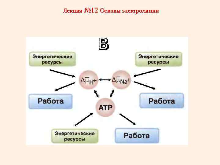 Лекция № 12 Основы электрохимии 