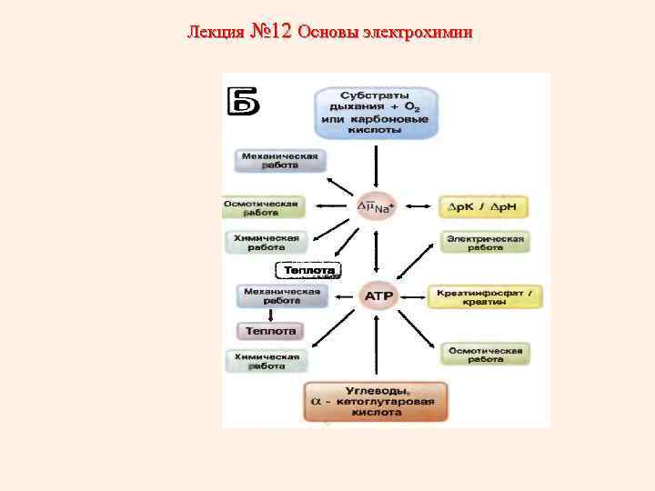 Лекция № 12 Основы электрохимии 