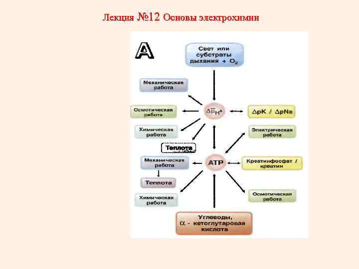 Лекция № 12 Основы электрохимии 