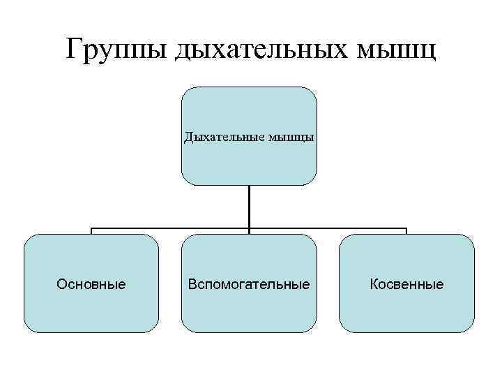 Группы дыхательных мышц Дыхательные мышцы Основные Вспомогательные Косвенные 