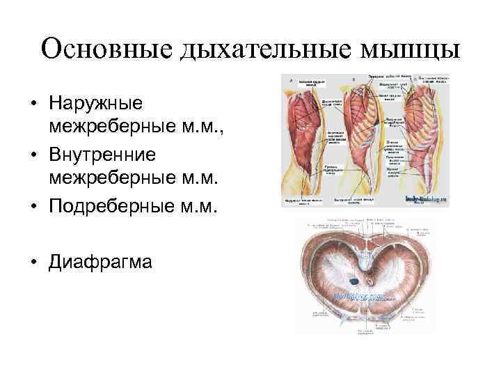 Основные дыхательные мышцы • Наружные межреберные м. м. , • Внутренние межреберные м. м.