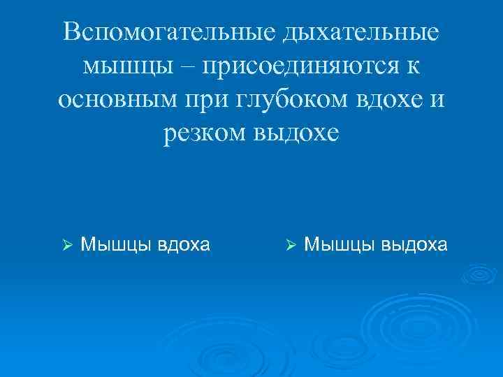 Вспомогательные дыхательные мышцы – присоединяются к основным при глубоком вдохе и резком выдохе Ø