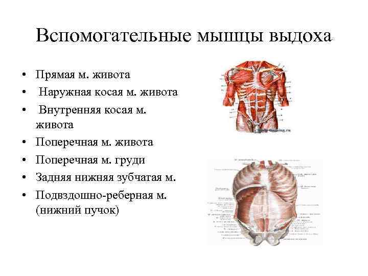 Какой цифрой на рисунке обозначены мышцы туловища