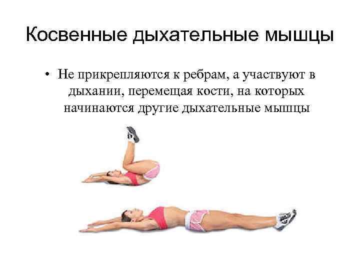 Косвенные дыхательные мышцы • Не прикрепляются к ребрам, а участвуют в дыхании, перемещая кости,