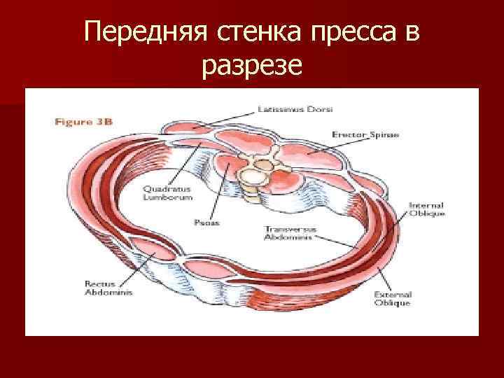 Передняя стенка пресса в разрезе 
