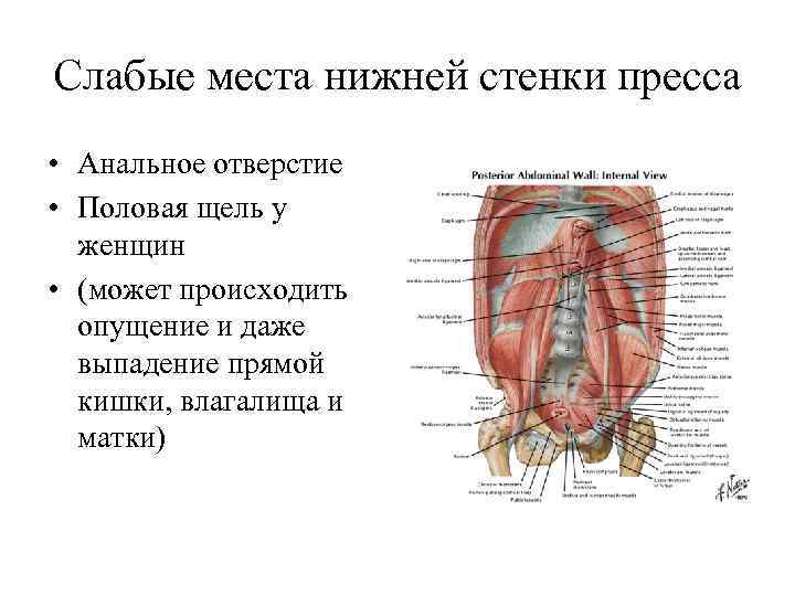 Слабые места нижней стенки пресса • Анальное отверстие • Половая щель у женщин •