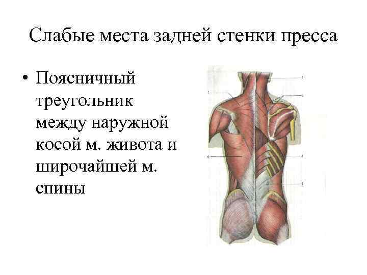 Слабые места задней стенки пресса • Поясничный треугольник между наружной косой м. живота и
