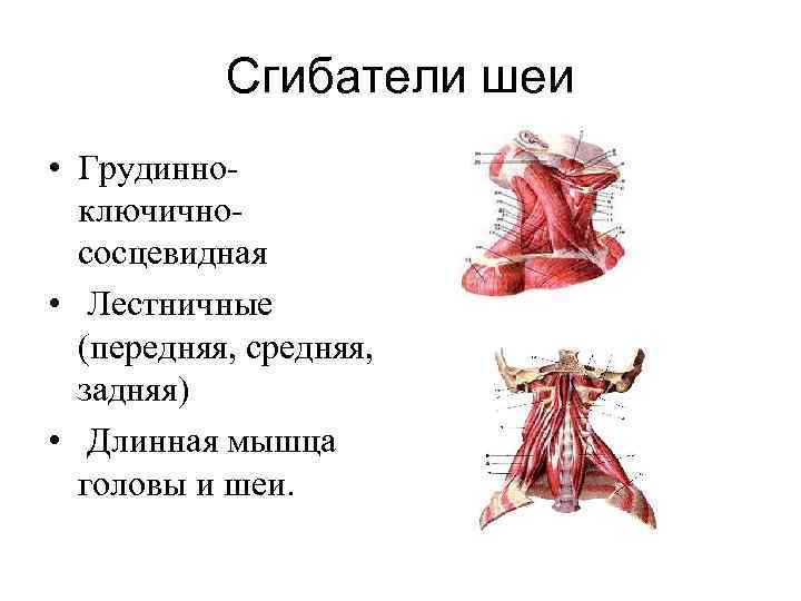 Сгибатели шеи • Грудинноключичнососцевидная • Лестничные (передняя, средняя, задняя) • Длинная мышца головы и