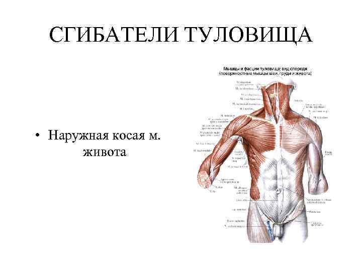 СГИБАТЕЛИ ТУЛОВИЩА • Наружная косая м. живота 