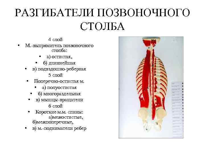 РАЗГИБАТЕЛИ ПОЗВОНОЧНОГО СТОЛБА • 4 слой М. -выпрямитель позвоночного столба: • а) остистая, •