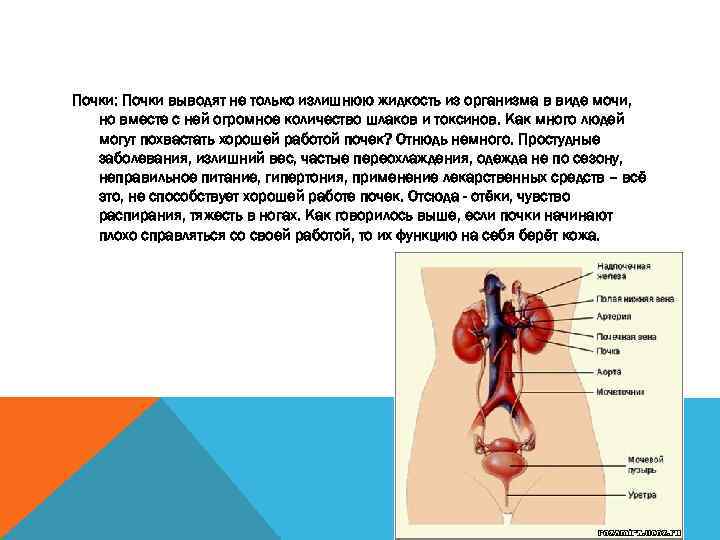 Почки: Почки выводят не только излишнюю жидкость из организма в виде мочи, но вместе