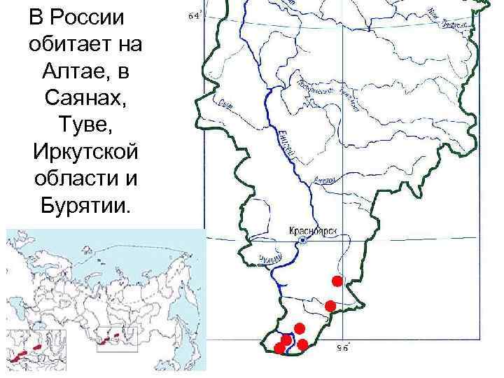 В России обитает на Алтае, в Саянах, Туве, Иркутской области и Бурятии. 