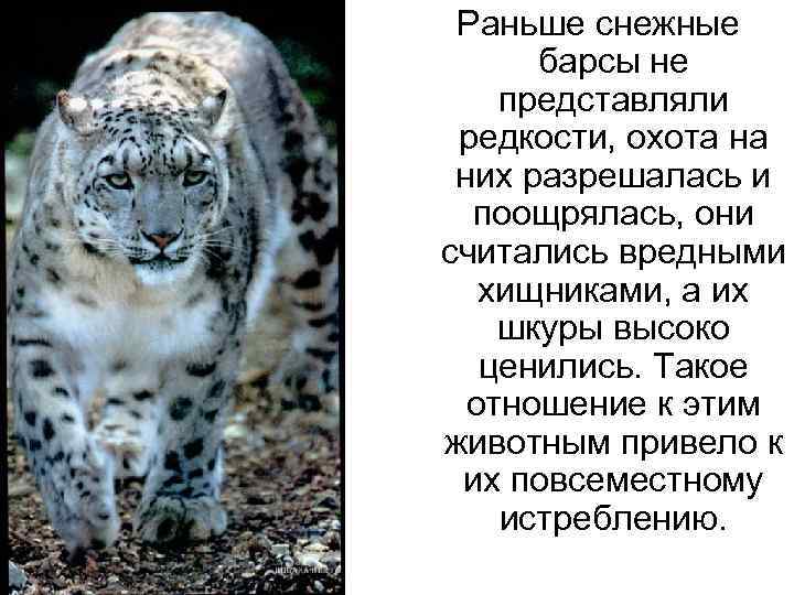 Снежный барс доклад. Снежный Барс занесен в красную книгу России. Снежный Барс Ирбис красная книга. Ирбис красная книга краткое. Ирбис снежные Барсы красная книга описание.