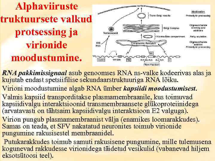 Alphaviiruste struktuursete valkude protsessing ja virionide moodustumine. RNA pakkimissignaal asub genoomses RNA ns-valke kodeerivas