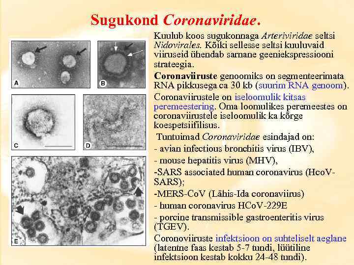 Sugukond Coronaviridae. Kuulub koos sugukonnaga Arteriviridae seltsi Nidovirales. Kõiki sellesse seltsi kuuluvaid viiruseid ühendab