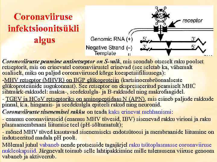 Coronaviiruse infektsioonitsükli algus Coronoviiruste peamine antiretseptor on S-valk, mis seondab otseselt raku poolset retseptorit,
