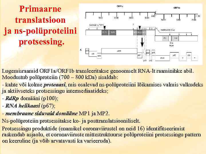 Primaarne translatsioon ja ns-polüproteiini protsessing. Lugemisraamid ORF 1 a/ORF 1 b transleeritakse genoomselt RNA-lt
