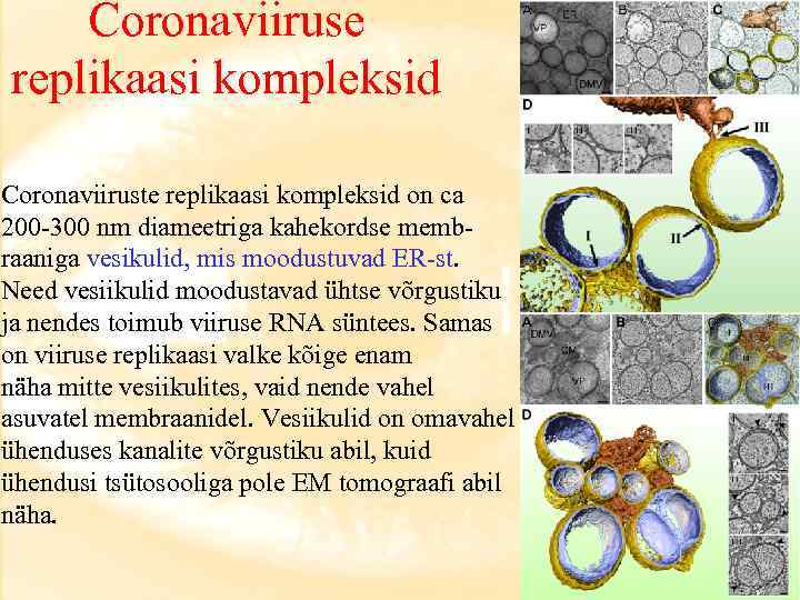 Coronaviiruse replikaasi kompleksid Coronaviiruste replikaasi kompleksid on ca 200 -300 nm diameetriga kahekordse membraaniga