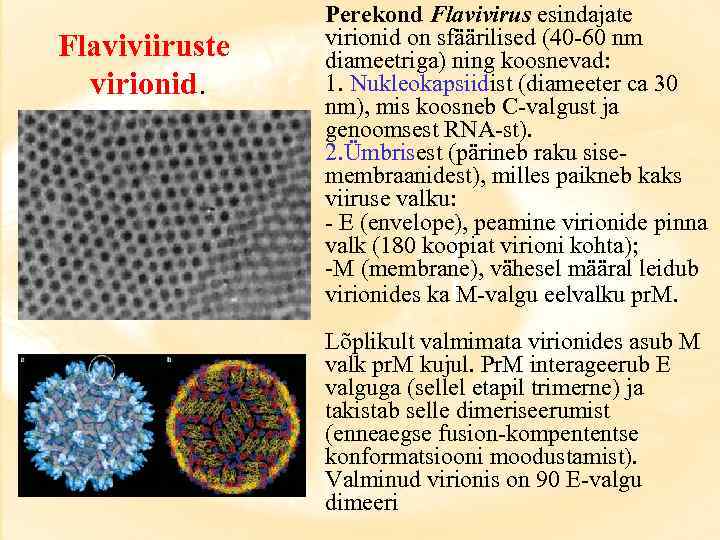 Flaviviiruste virionid. Perekond Flavivirus esindajate virionid on sfäärilised (40 -60 nm diameetriga) ning koosnevad: