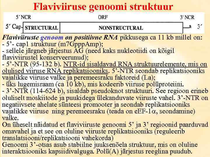 Flaviviiruse genoomi struktuur Flaviviiruste genoom on positiivne RNA pikkusega ca 11 kb millel on: