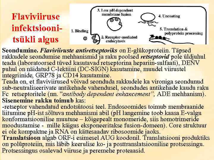 Flaviviiruse infektsioonitsükli algus Seondumine. Flaviviiruste antiretseptoriks on E-glükoproteiin. Täpsed rakkudele seondumise mehhanismid ja raku