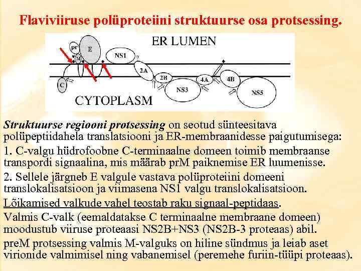 Flaviviiruse polüproteiini struktuurse osa protsessing. Struktuurse regiooni protsessing on seotud sünteesitava polüpeptiidahela translatsiooni ja