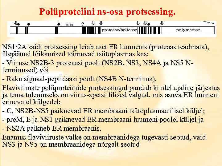 Polüproteiini ns-osa protsessing. NS 1/2 A saidi protsessing leiab aset ER luumenis (proteaas teadmata),