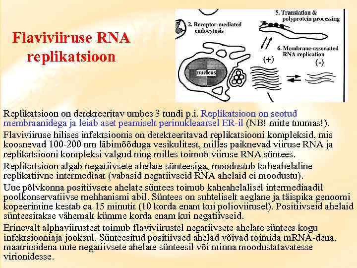 Flaviviiruse RNA replikatsioon Replikatsioon on detekteeritav umbes 3 tundi p. i. Replikatsioon on seotud