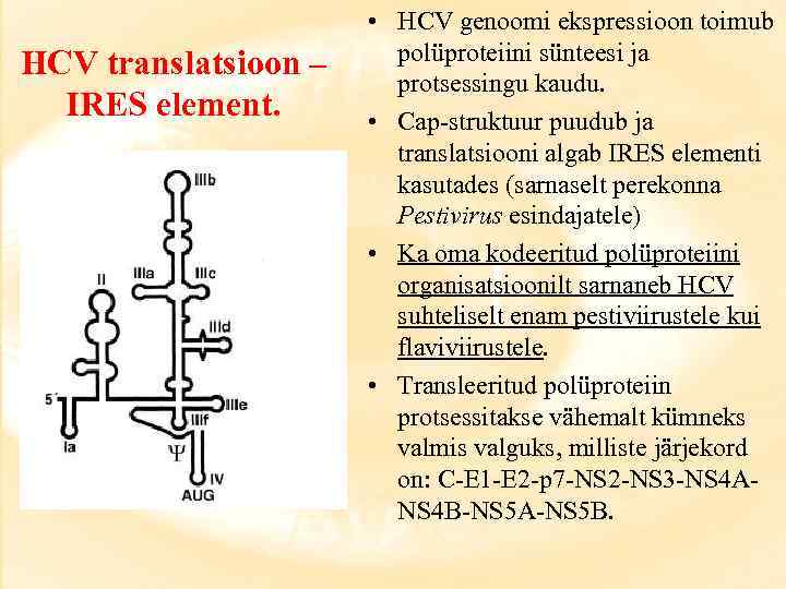 HCV translatsioon – IRES element. • HCV genoomi ekspressioon toimub polüproteiini sünteesi ja protsessingu