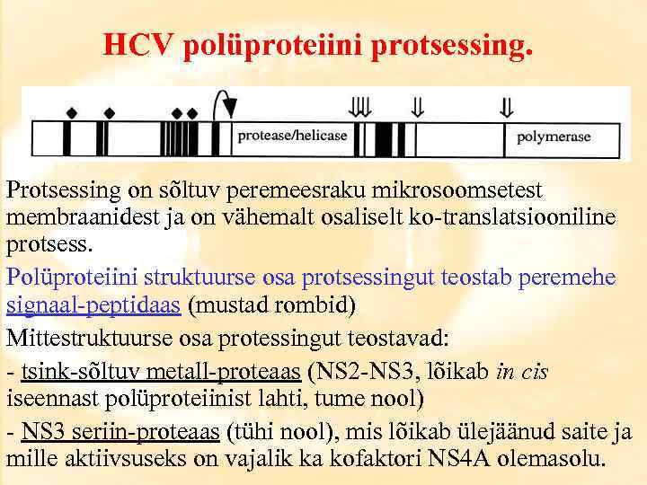 HCV polüproteiini protsessing. Protsessing on sõltuv peremeesraku mikrosoomsetest membraanidest ja on vähemalt osaliselt ko-translatsiooniline