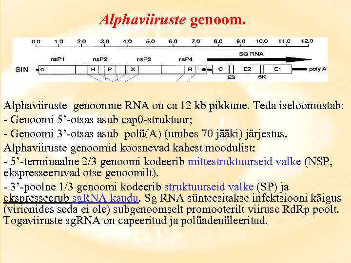 Alphaviiruste genoom. Alphaviiruste genoomne RNA on ca 12 kb pikkune. Teda iseloomustab: - Genoomi
