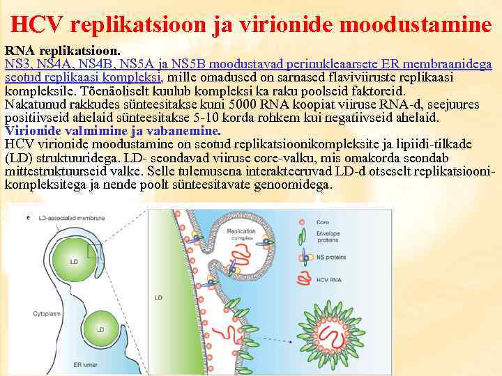 HCV replikatsioon ja virionide moodustamine RNA replikatsioon. NS 3, NS 4 A, NS 4