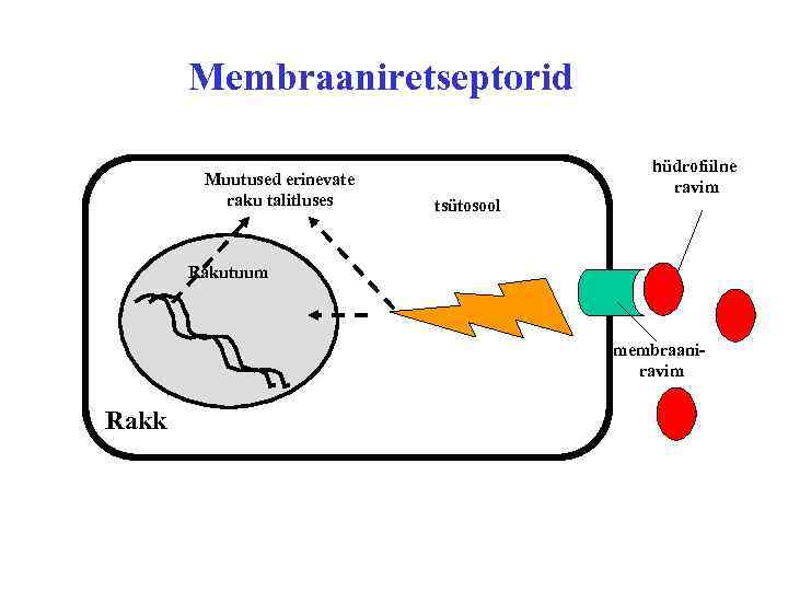 Membraaniretseptorid Muutused erinevate raku talitluses tsütosool hüdrofiilne ravim Rakutuum membraaniravim Rakk 