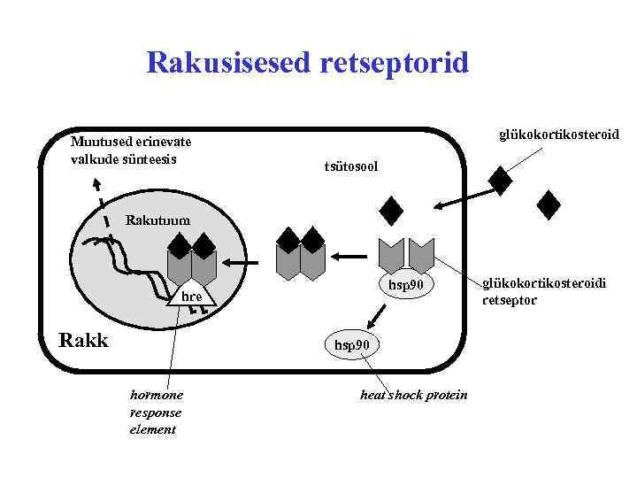 Rakusisesed retseptorid Muutused erinevate valkude sünteesis glükokortikosteroid tsütosool Rakutuum hsp 90 hre Rakk hsp
