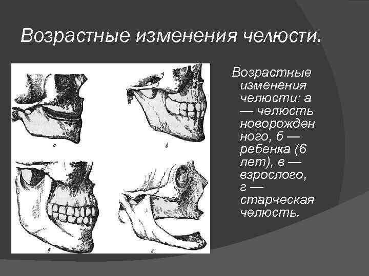 Возрастные изменения челюсти. Возрастные изменения челюсти: а — челюсть новорожден ного, б — ребенка