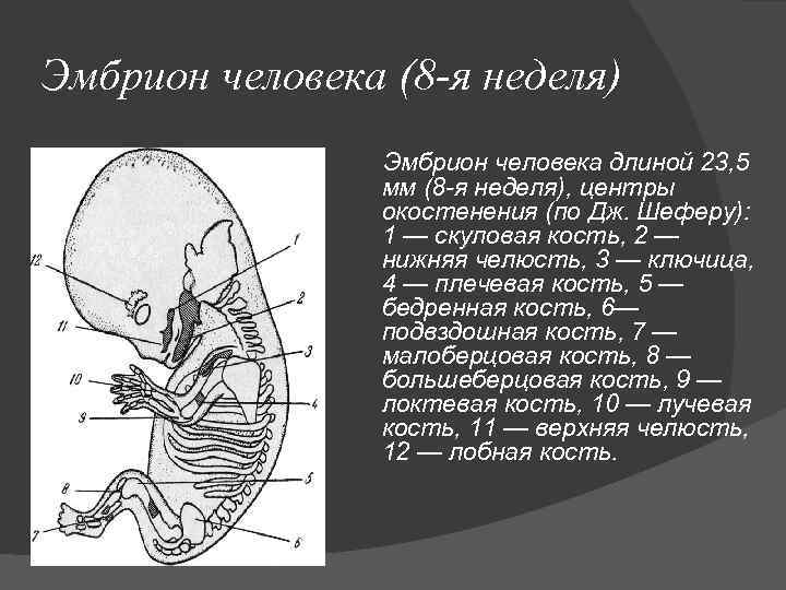 Эмбрион человека (8 -я неделя) Эмбрион человека длиной 23, 5 мм (8 -я неделя),