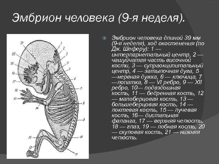 Эмбрион человека (9 -я неделя). Эмбрион человека длиной 39 мм (9 -я неделя), ход