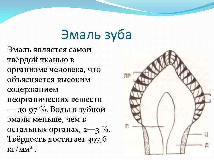 Эмаль зуба Эмаль является самой твёрдой тканью в организме человека, что объясняется высоким содержанием