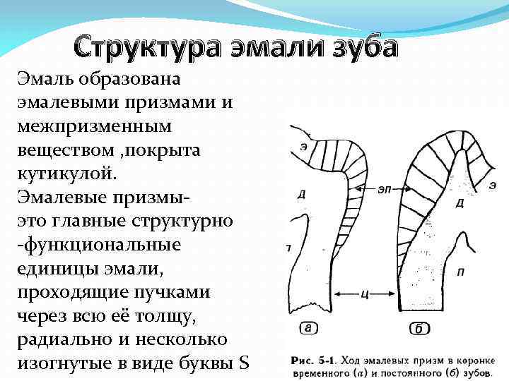 Виды эмали зуба. Эмалевые Призмы гистология. Эмалевые Призмы зуба гистология. Строение эмали зуба. Эмалевые Призмы зуба.